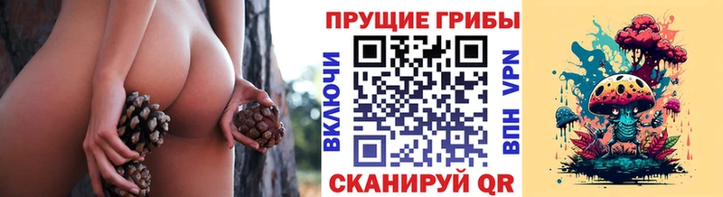 Псилоцибиновые грибы Cubensis  Купить закладки  Губаха 